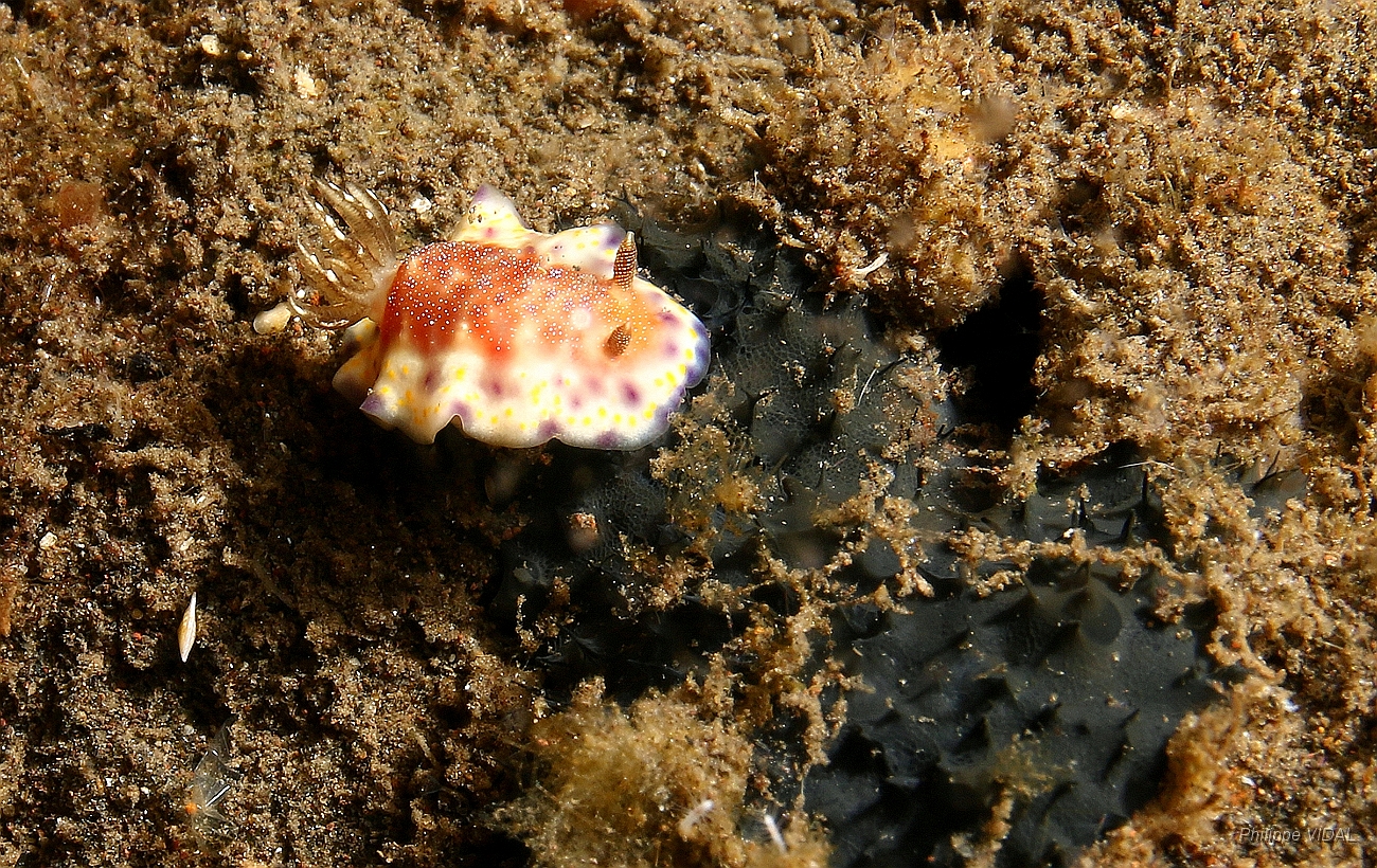 Komodo 2016 - Nudibranch undescribed - IMG_7330_rc.JPG